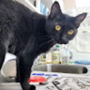 Meet your Posher, Maya